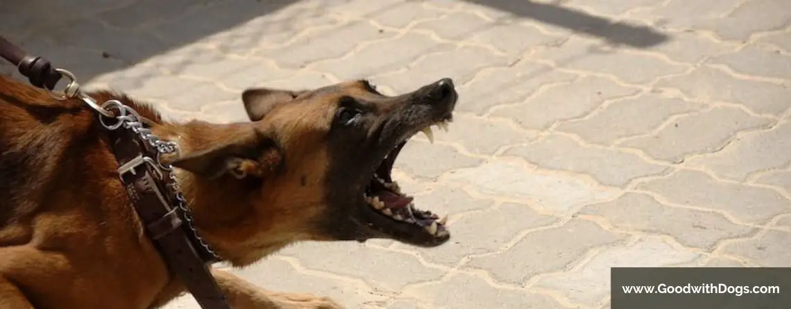 Pourquoi un chien devient-il agressif ? Que faire ?