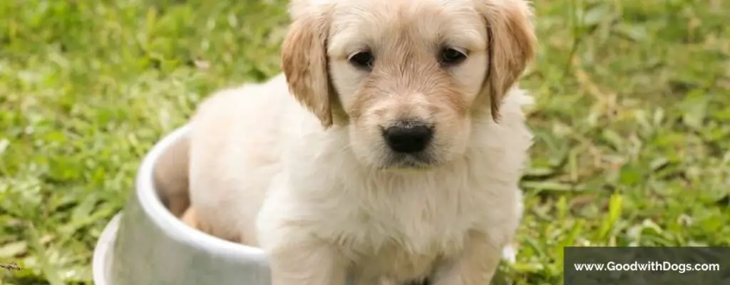 Comment choisir un chien si vous avez des enfants ?
