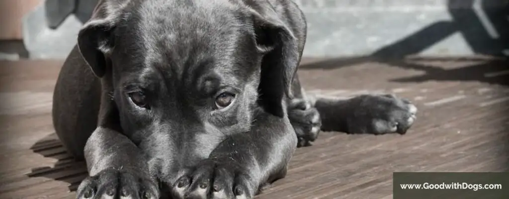 Comment empêcher un chien de faire ses besoins dans la maison ?