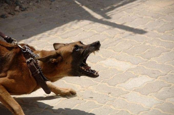 Pourquoi un chien devient-il agressif?