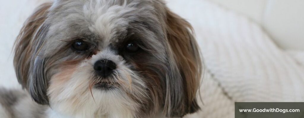 Shih Tzu : Quel est le temps de gestation ?