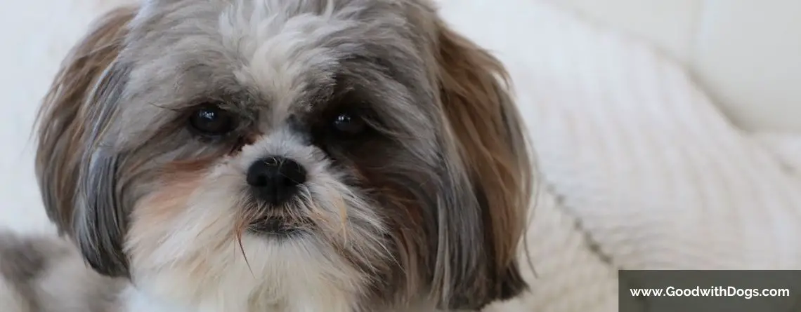 Shih Tzu : Quel est le temps de gestation ?