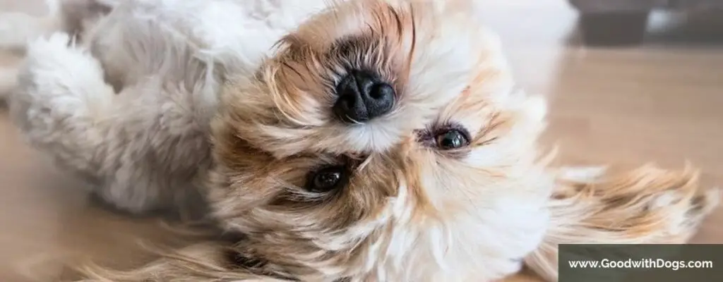 Shih Tzu : Quelle est la différence avec un Lhassa Apso ?