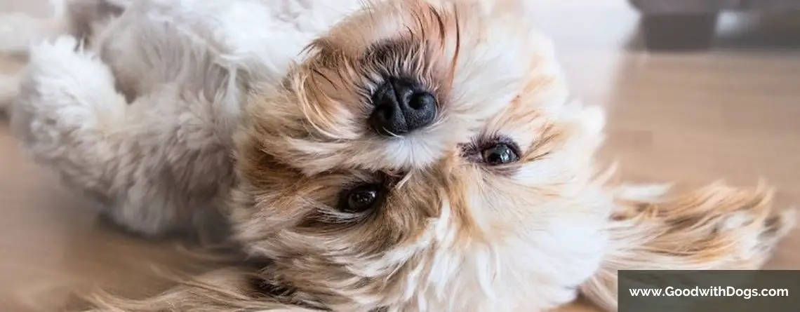 Shih Tzu : Quelle est la différence avec un Lhassa Apso ?