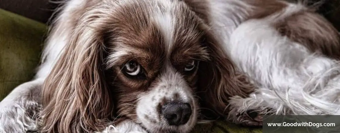 Combien de temps dure les règles d'un chien ?
