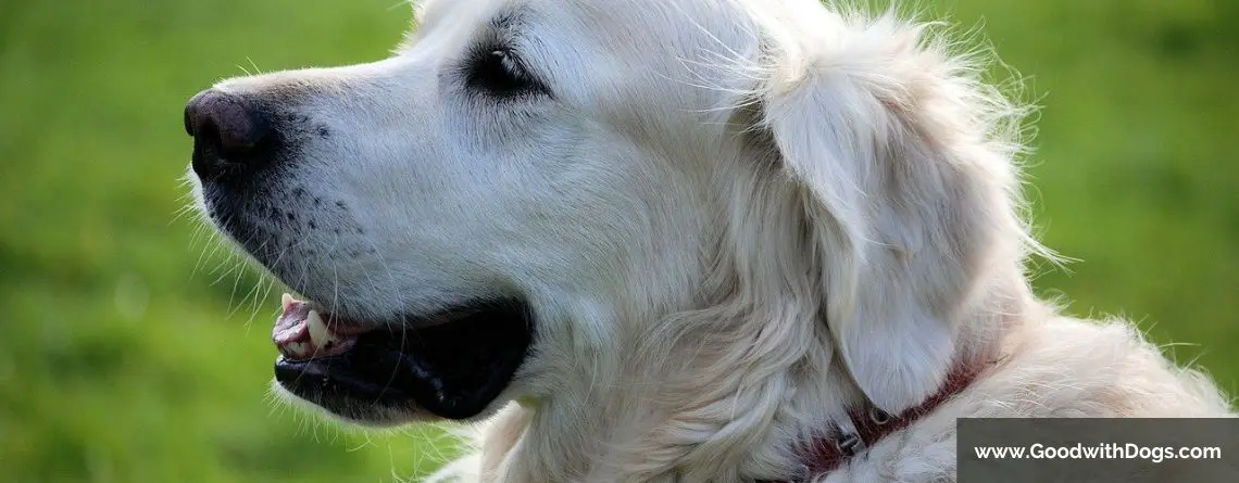 Comment savoir l'âge d'un chien ?