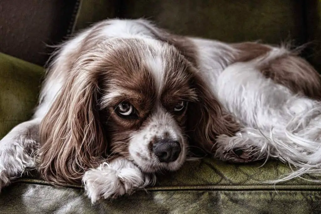 Chienne couchée sur le sofa