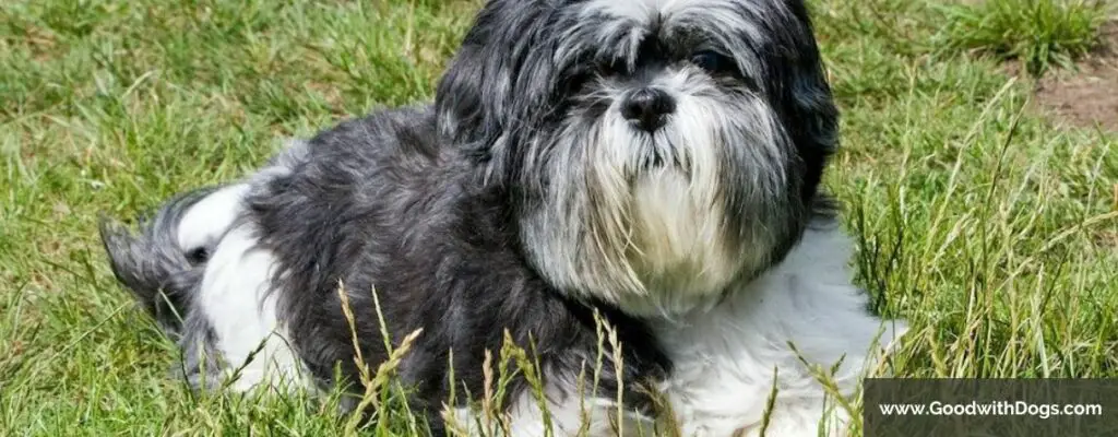 Shih Tzu : À quel âge peut-il se reproduire ?