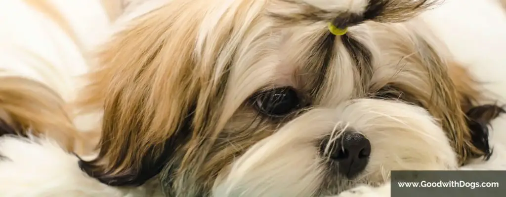 Shih Tzu : Tout sur la grossesse