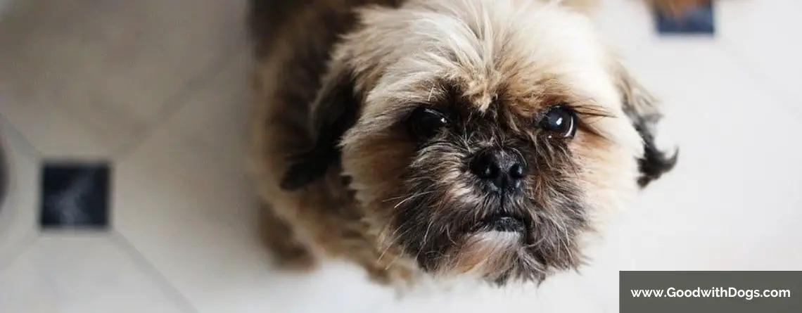 Shih Tzu : Pourquoi grogne-t-il ?