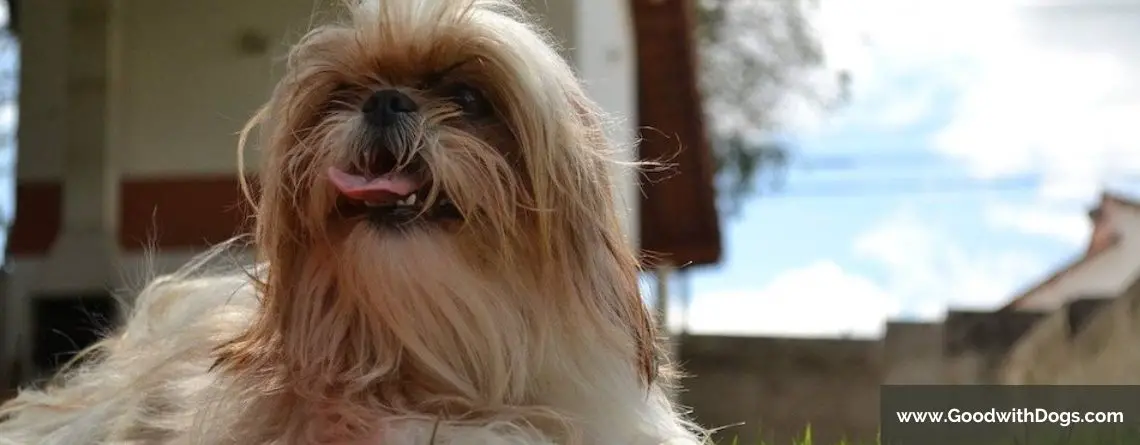 Shih Tzu : Pourquoi perd-t-il ses poils ?