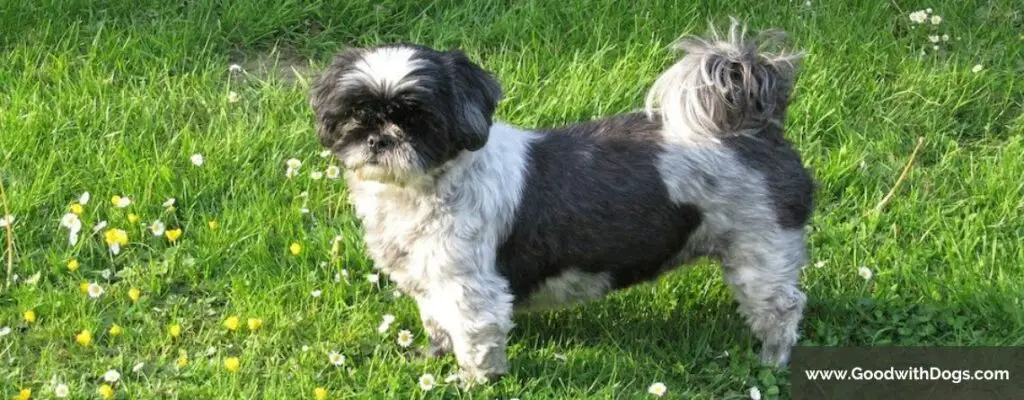 Shih Tzu : Pourquoi se gratte-t-il ?