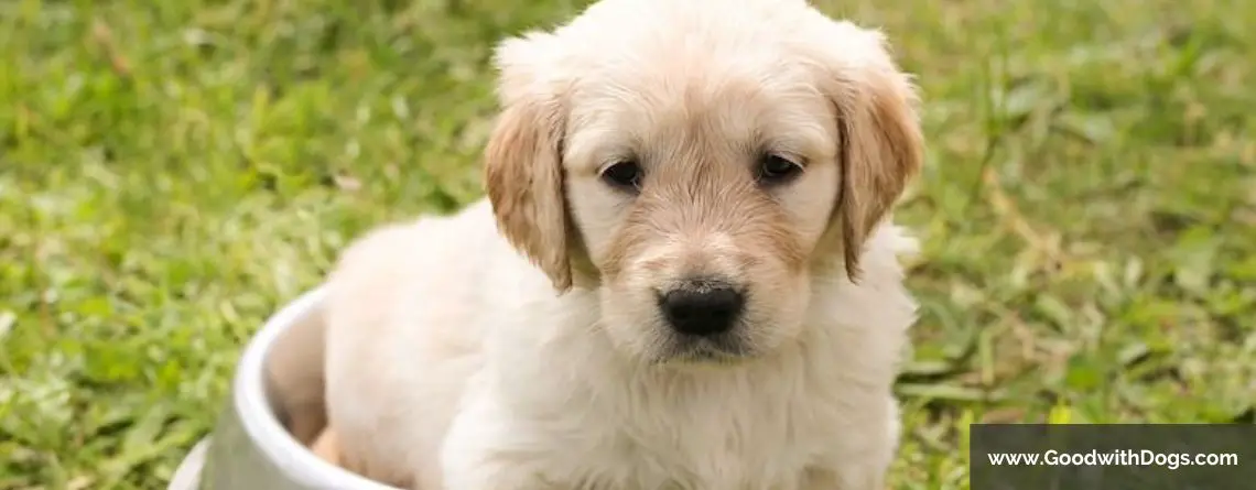 Pourquoi mon chien passe entre mes jambes ?