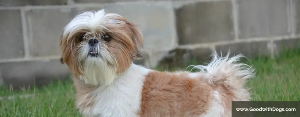 Shih Tzu : Pourquoi ronfle-t-il ? Est-ce normal ?