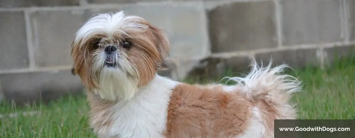 Shih Tzu : Pourquoi ronfle-t-il ? Est-ce normal ?