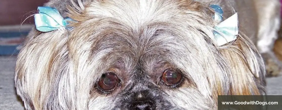 Shih Tzu : Comment nettoyer les yeux ?