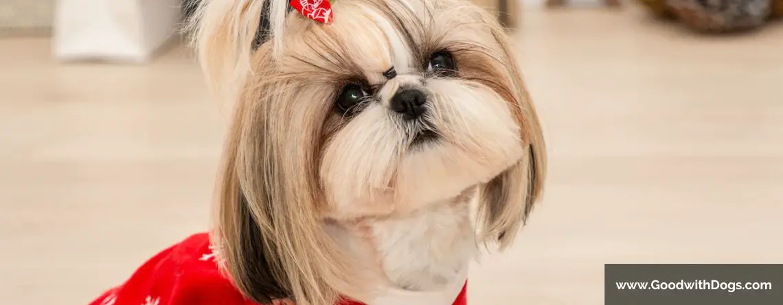 Shih Tzu : Cheveux ou poils ?