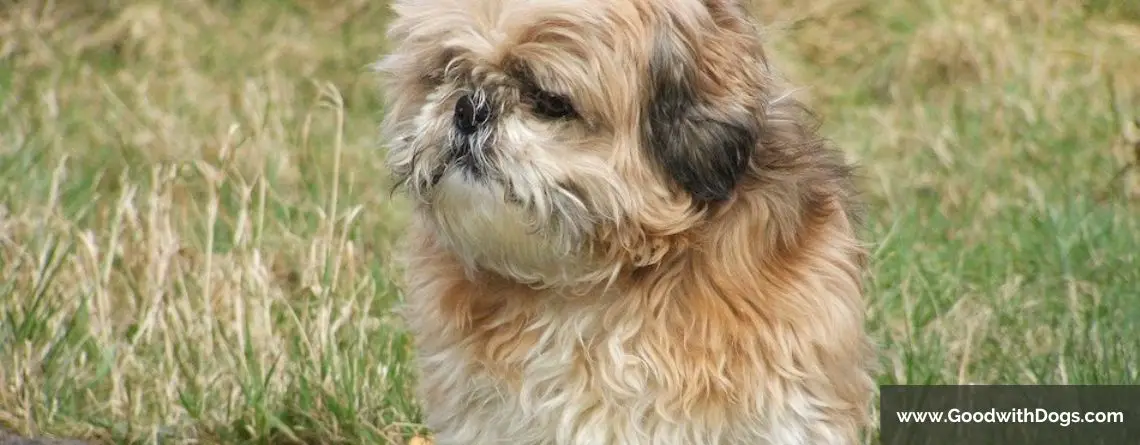 Shih Tzu : S'il n'aboie pas, est-ce normal ?