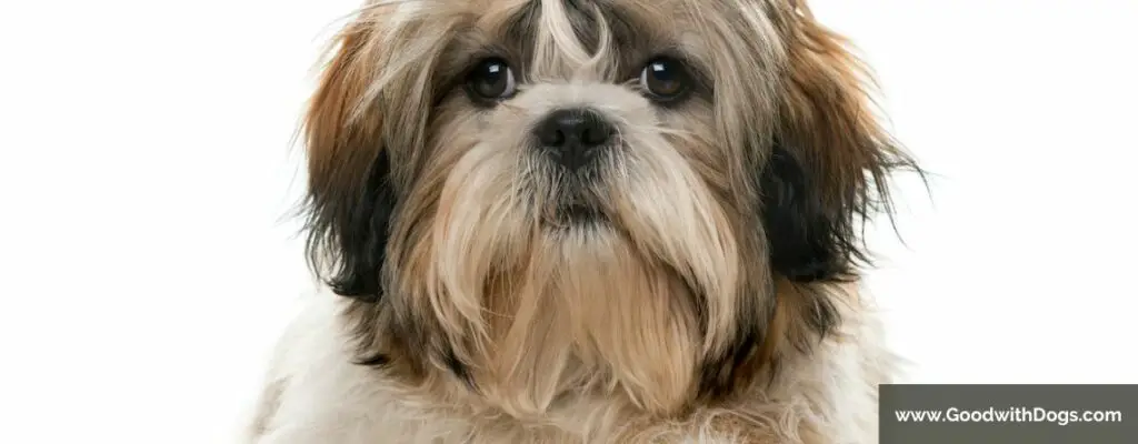 Shih Tzu : Quels sont les problèmes de santé communs ?