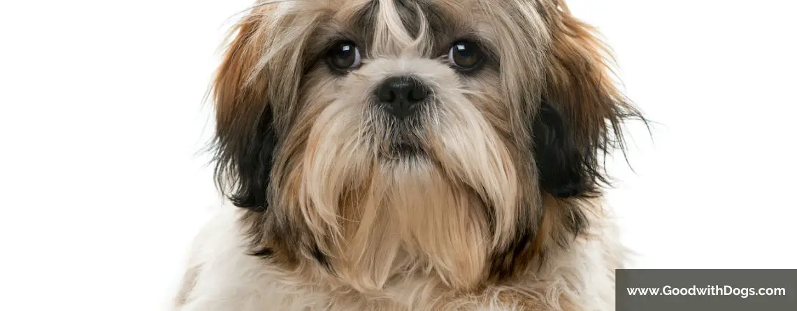 Shih Tzu : Quels sont les problèmes de santé communs ?