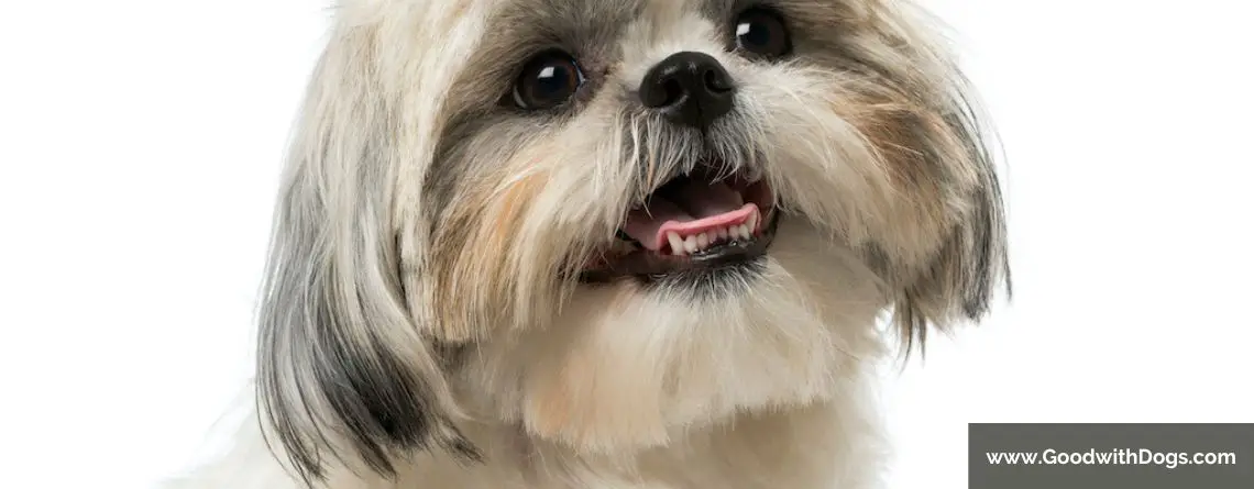 Shih Tzu : À savoir à propos des dents