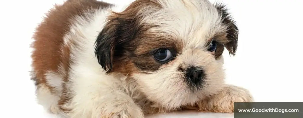 Shih Tzu : Comment le rendre propre ?