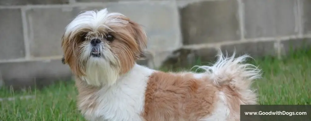 Shih Tzu : Pourquoi sent-il mauvais ?