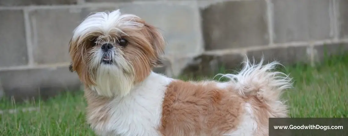 Shih Tzu : Pourquoi sent-il mauvais ?