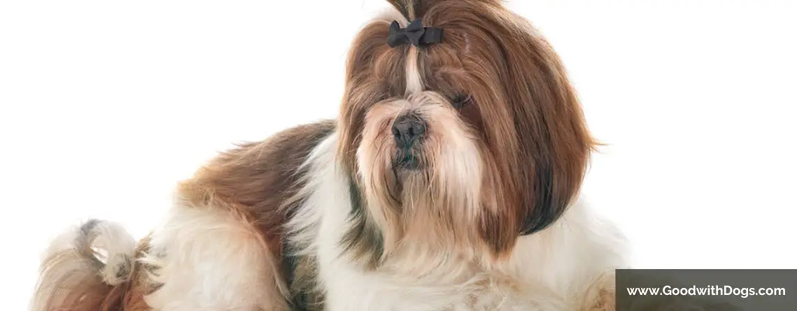 Shih Tzu : Quel est son caractère ?