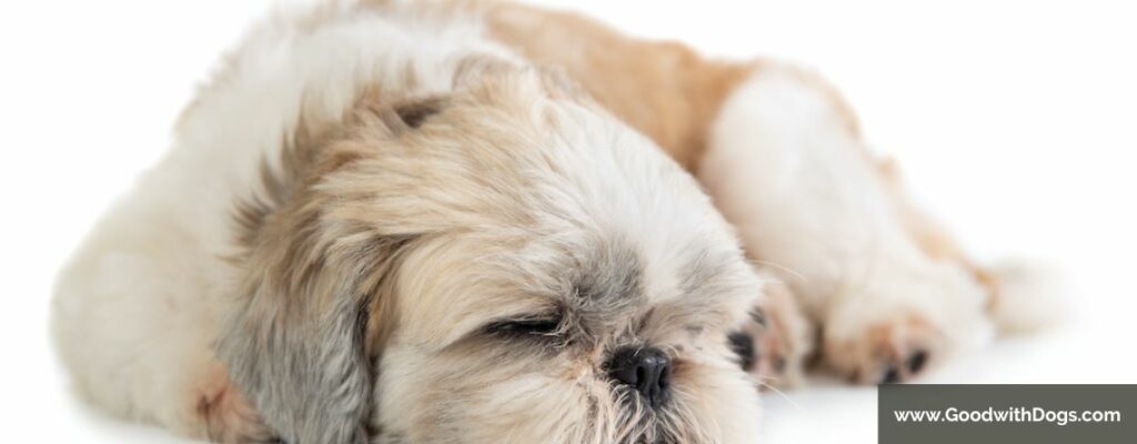 Shih Tzu : Pourquoi tousse-t-il ?