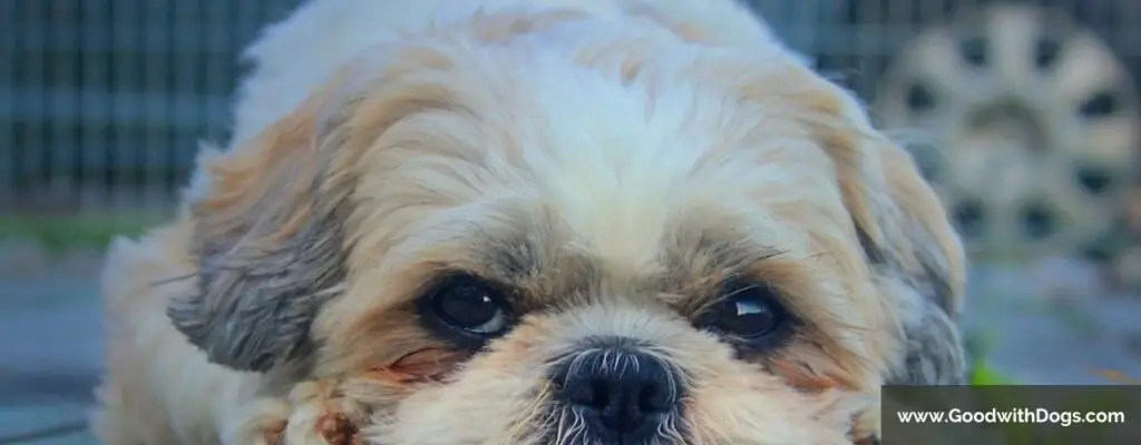 Shih Tzu : Il mange son caca. Que faire ?