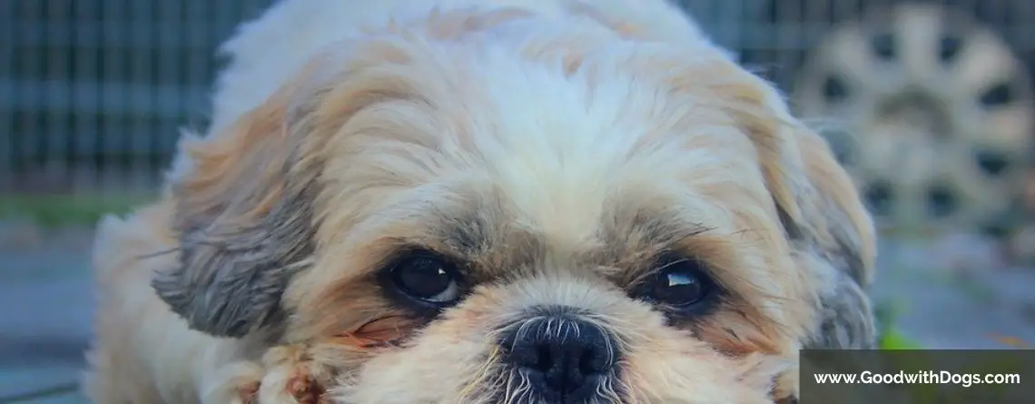 Shih Tzu : Il mange son caca. Que faire ?