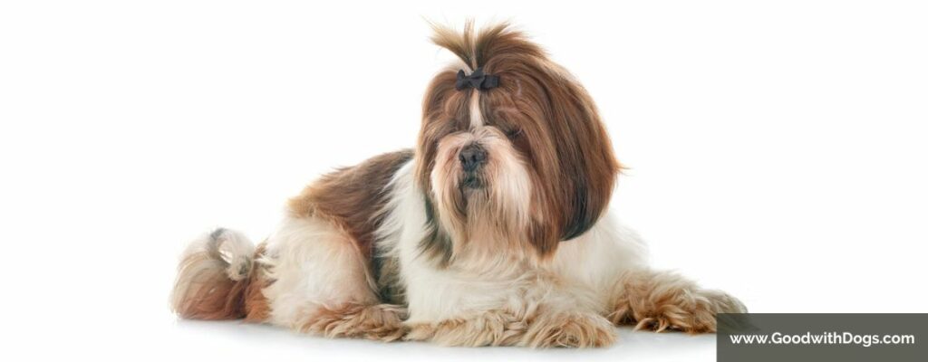 Shih Tzu : Est-il hypoallergénique ?