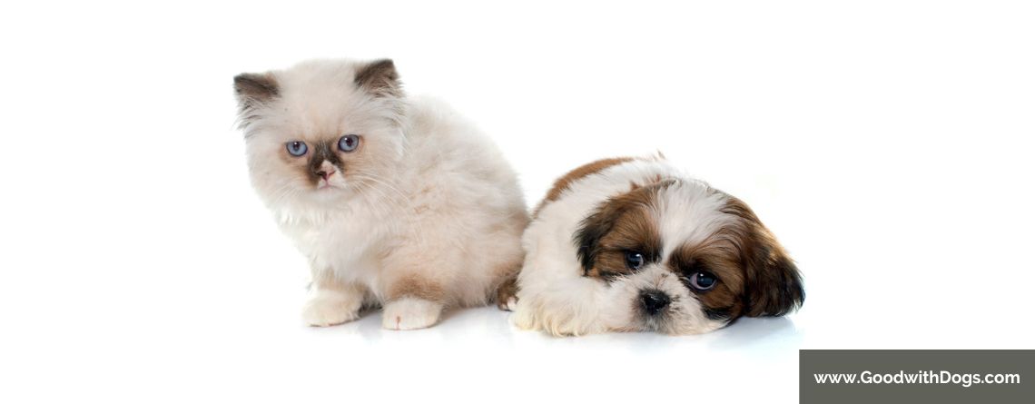 Shih Tzu : La cohabitation avec un chat est-elle possible ? [COMMENT FAIRE]