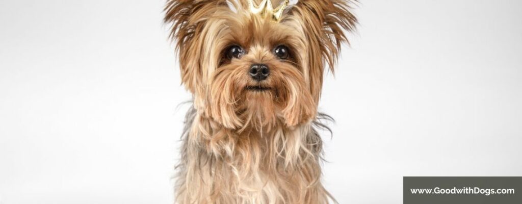 Yorkshire Terrier : Quelle est l'espérance de vie ?