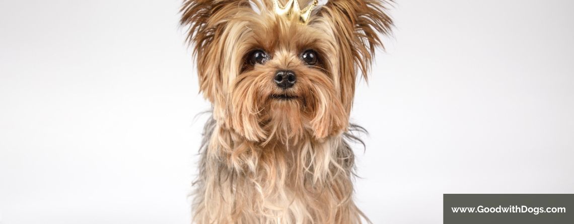 Yorkshire Terrier : Quelle est l'espérance de vie ?