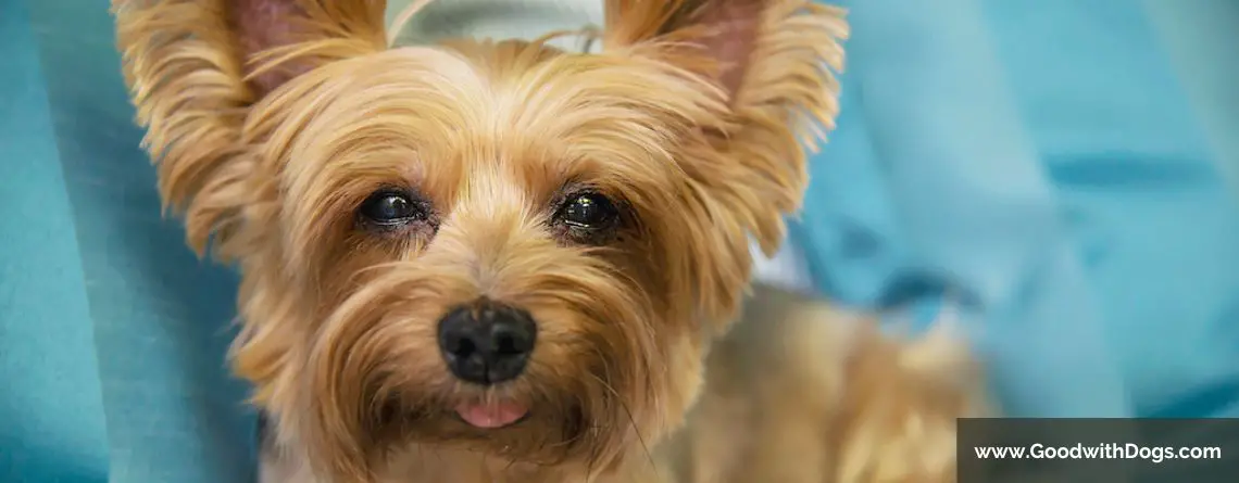 Yorkshire Terrier : Problèmes de santé communs