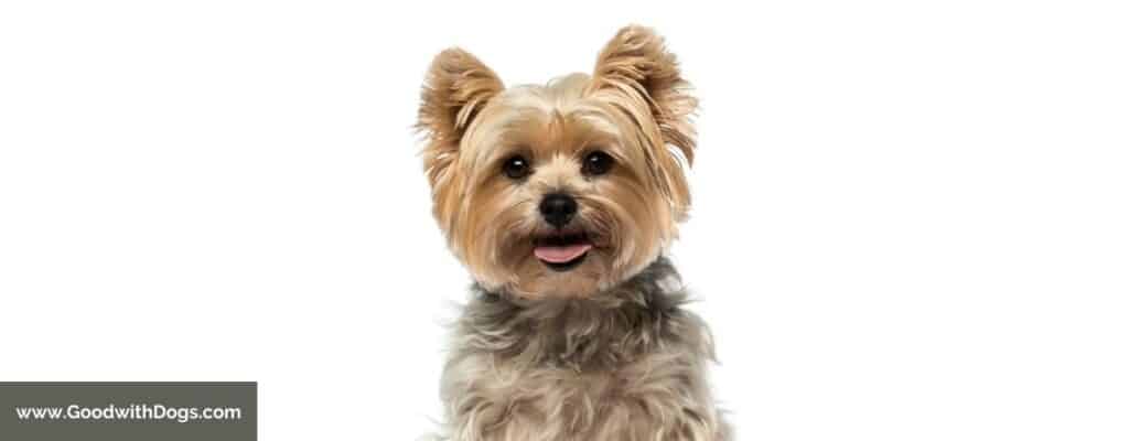 Qu'est-ce qu'un Yorkshire Terrier ?