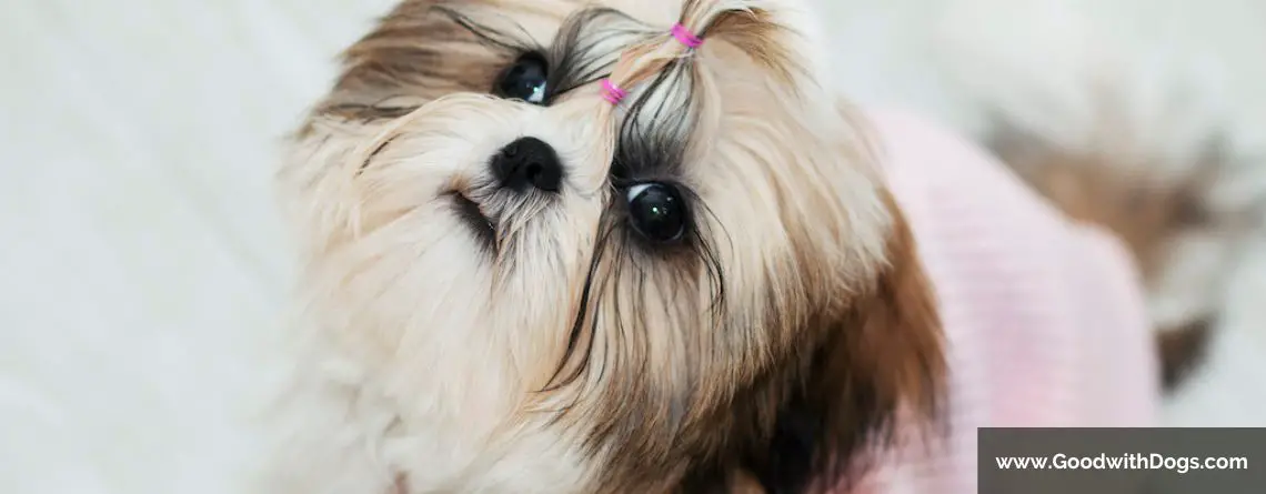 Shih Tzu : Adopter un mâle ou une femelle ?