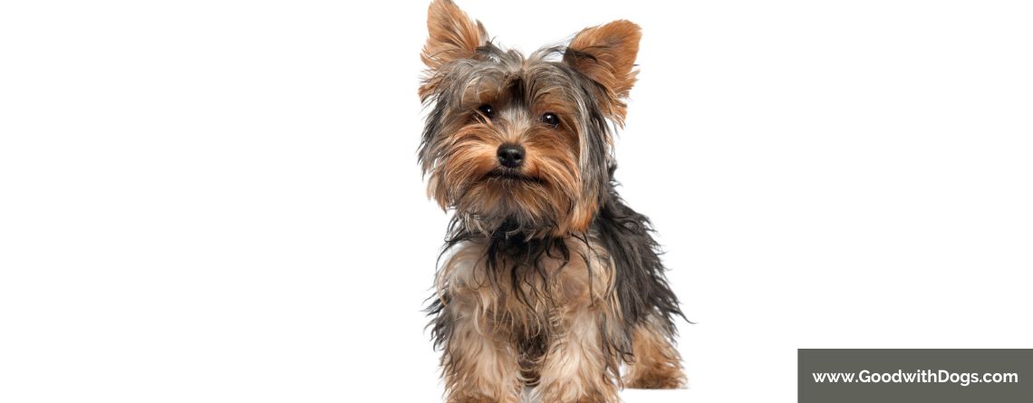 Yorkshire Terrier : Est-il hypoallergénique ?