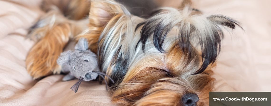 Yorkshire Terrier : Combien de temps dort-il ?