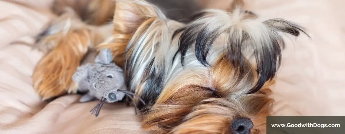 Yorkshire Terrier : Combien de temps dort-il ?