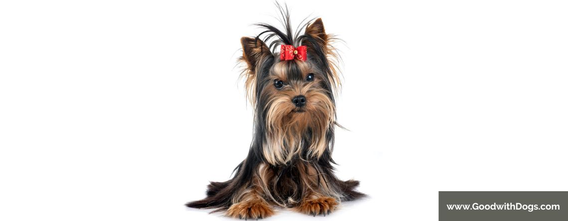 Yorkshire Terrier : Tout sur la grossesse