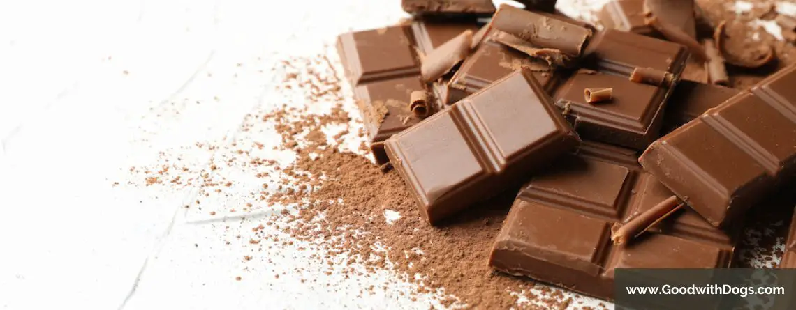 Pourquoi les chiens ne peuvent pas manger de chocolat ?