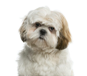Shih Tzu
