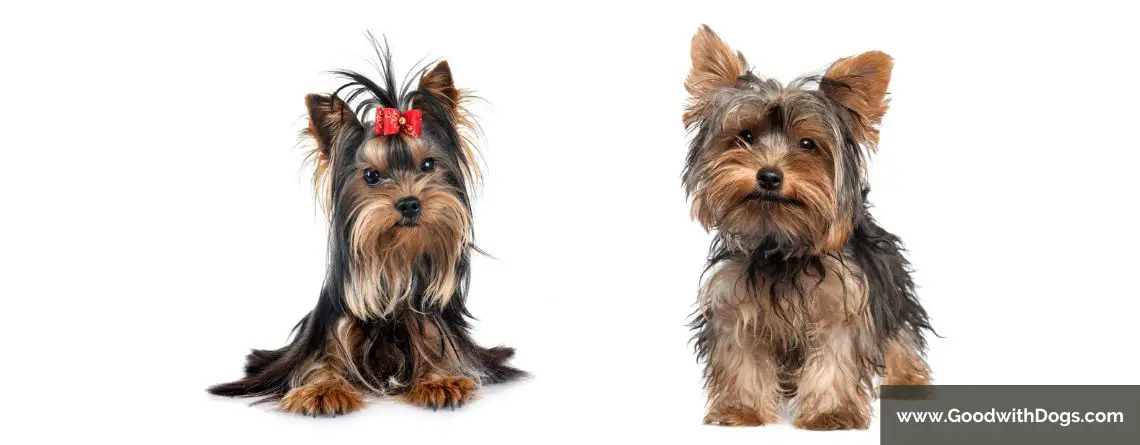 Yorkshire Terrier : Adopter un mâle ou une femelle ?