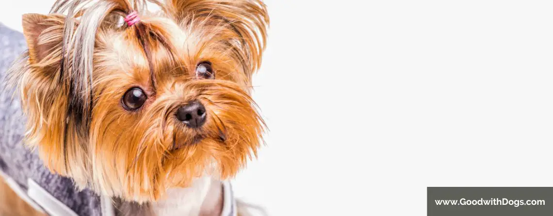 Yorkshire Terrier : À quel âge atteint-il sa taille adulte ?