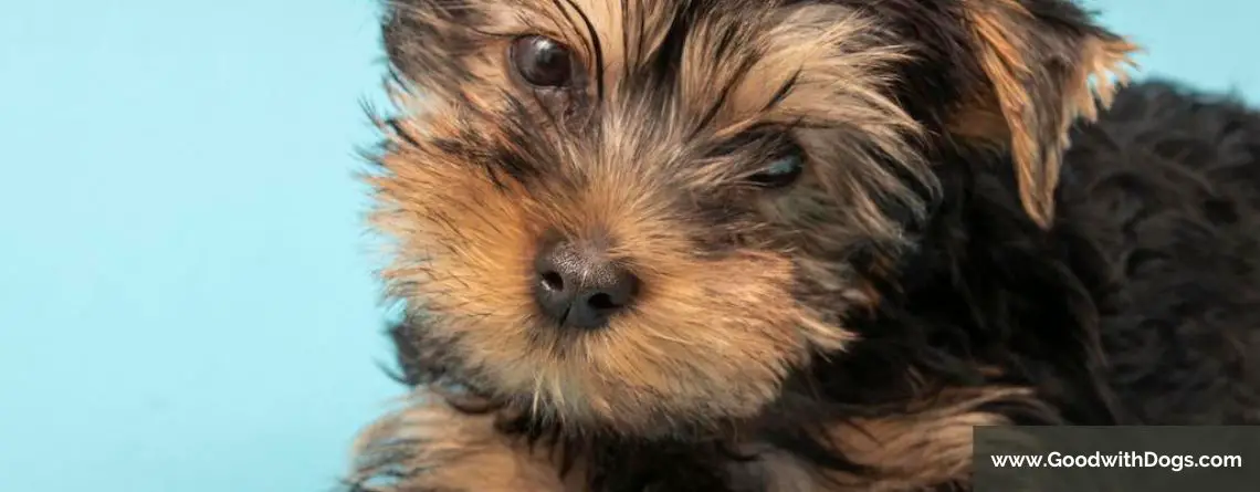 Yorkshire Terrier : Comment rendre un chiot propre ?
