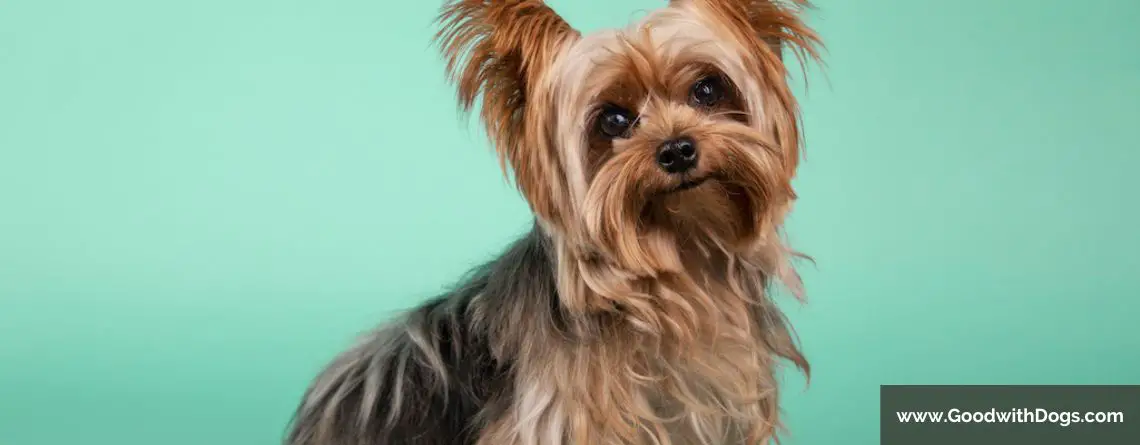 Yorkshire Terrier : Quel est son caractère ?