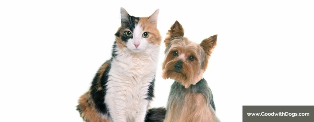 Yorkshire Terrier : Cohabitation avec un chat